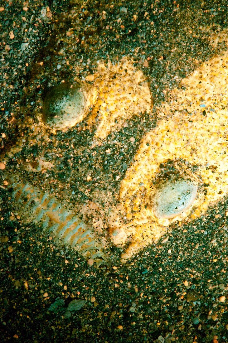 Stargazer fish,Uranoscopus fluorescing