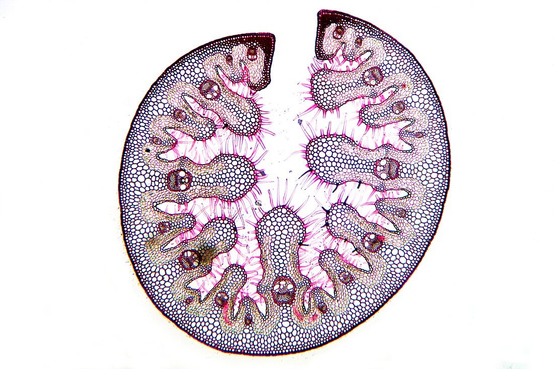 Ammophila arenaria leaf,light micrograph