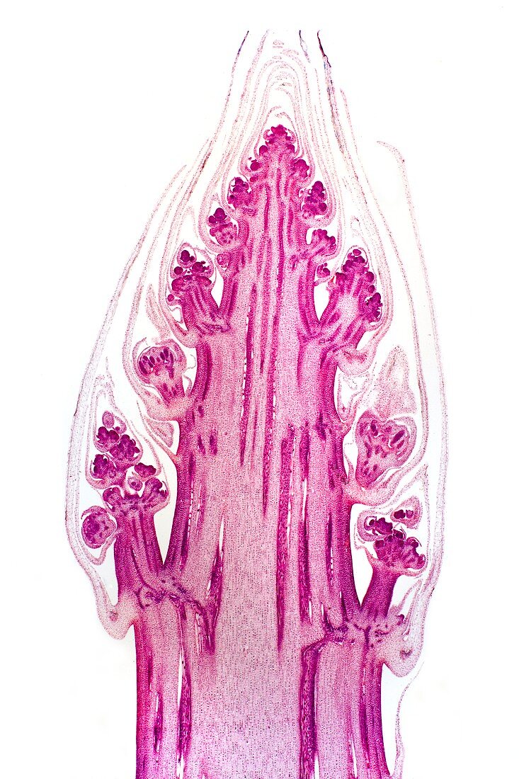 Asparagus stem tip,light micrograph
