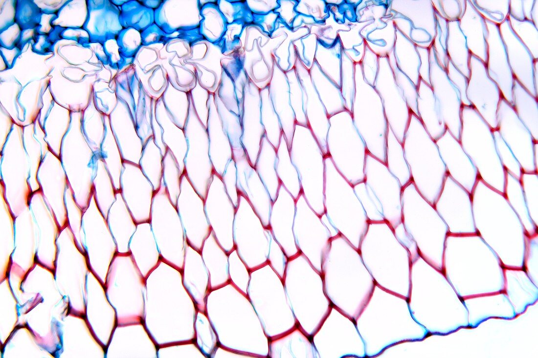 Dendrobium orchid root,light micrograph