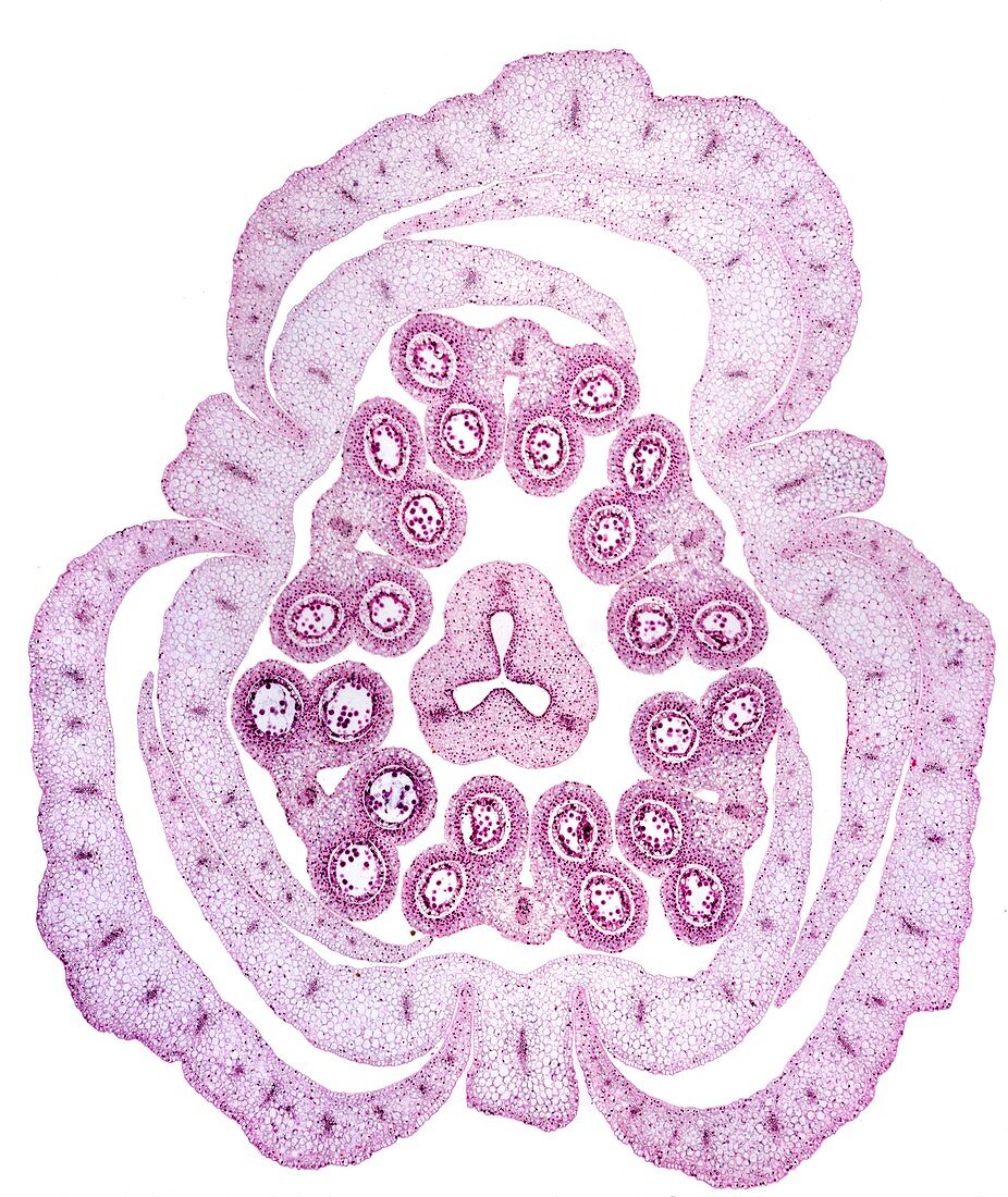 Lily flower bud,light micrograph