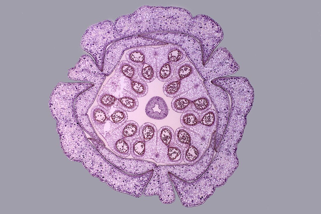 Lily flower bud,light micrograph