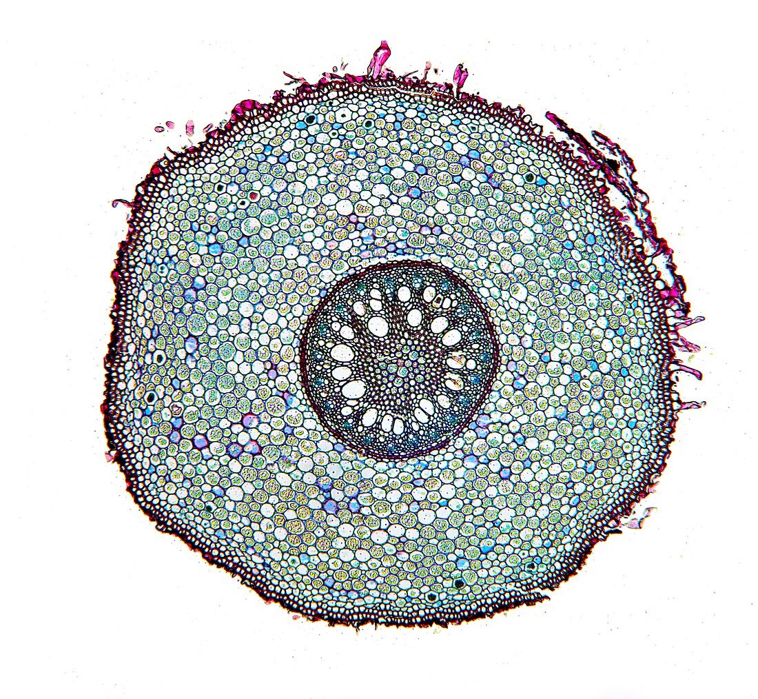 Smilax root,light micrograph