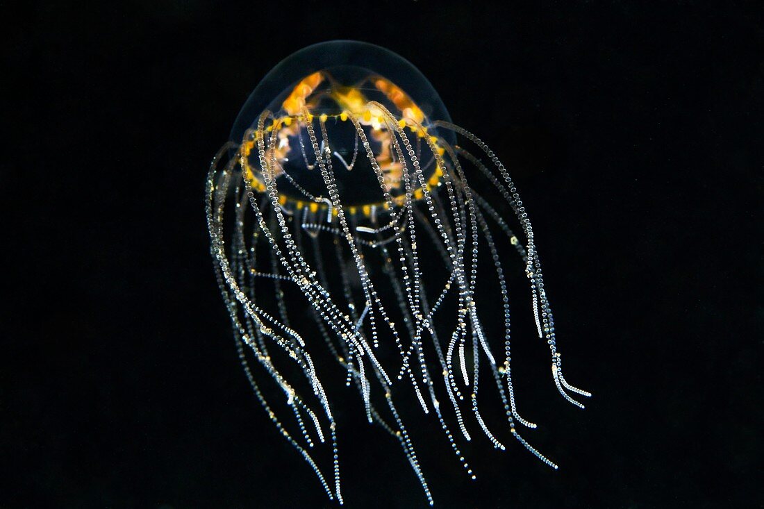 Hydrozoan medusa