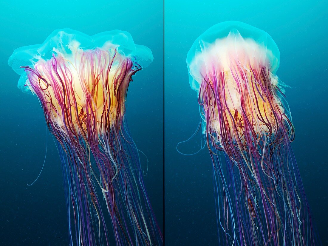 Lion's mane jellyfish,Japan