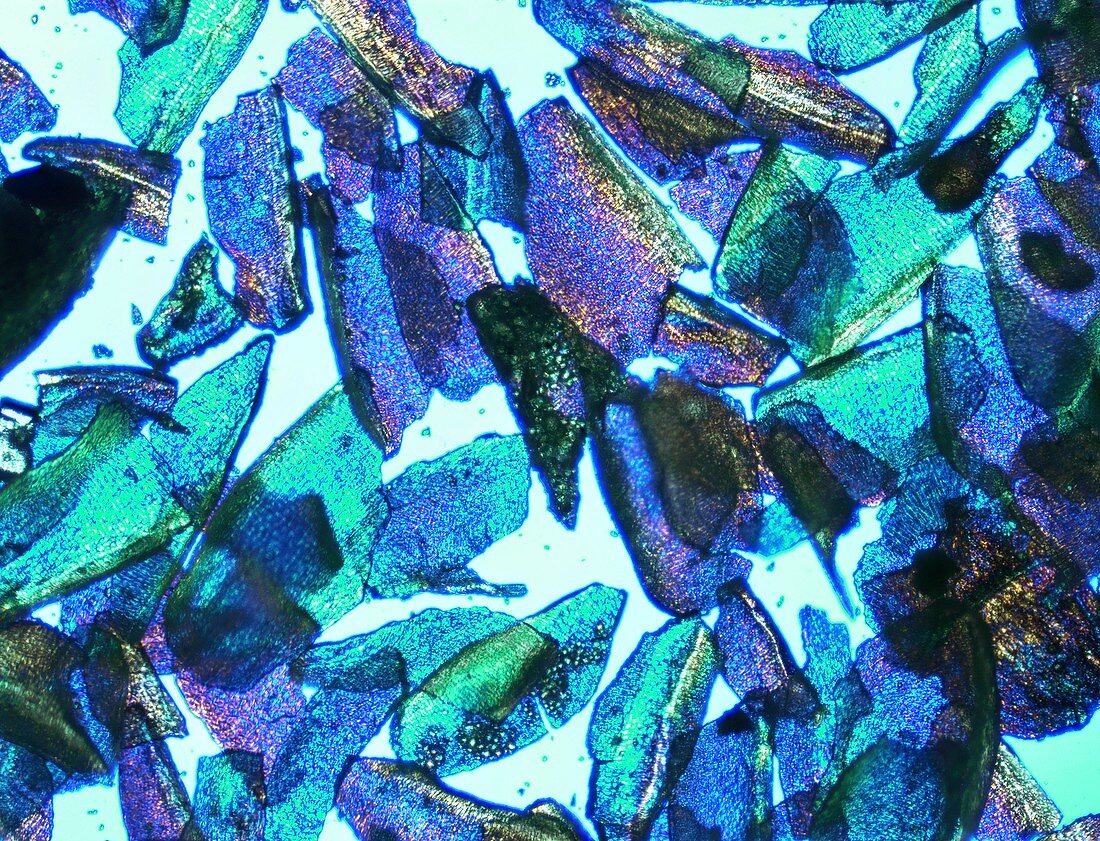 Psyllium,light micrograph