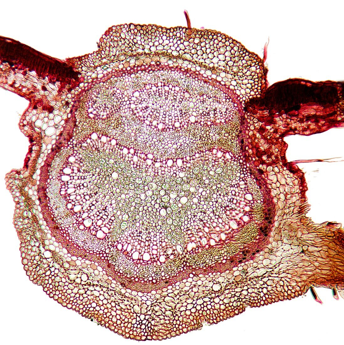Beech tree leaf,light micrograph