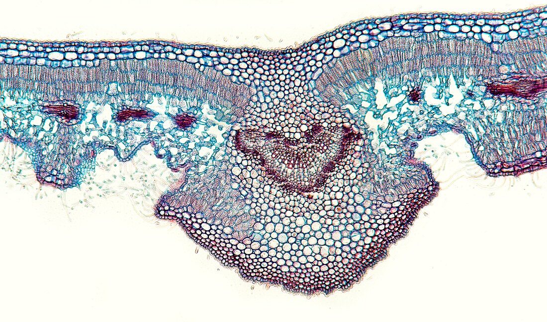 Oleander leaf,light micrograph