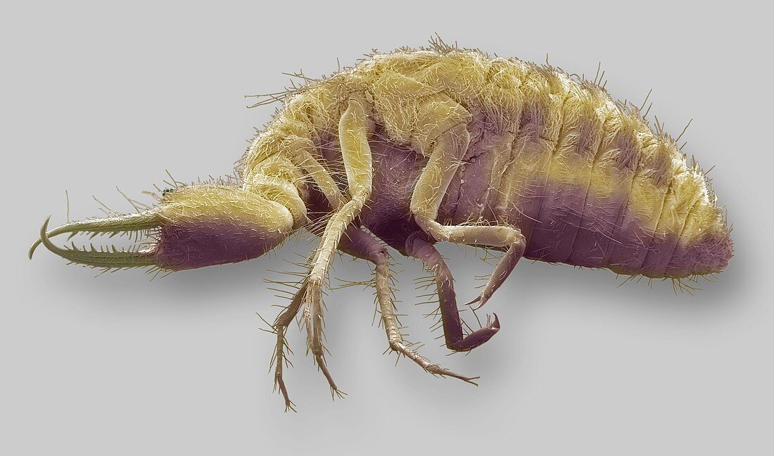 Antlion larva,SEM