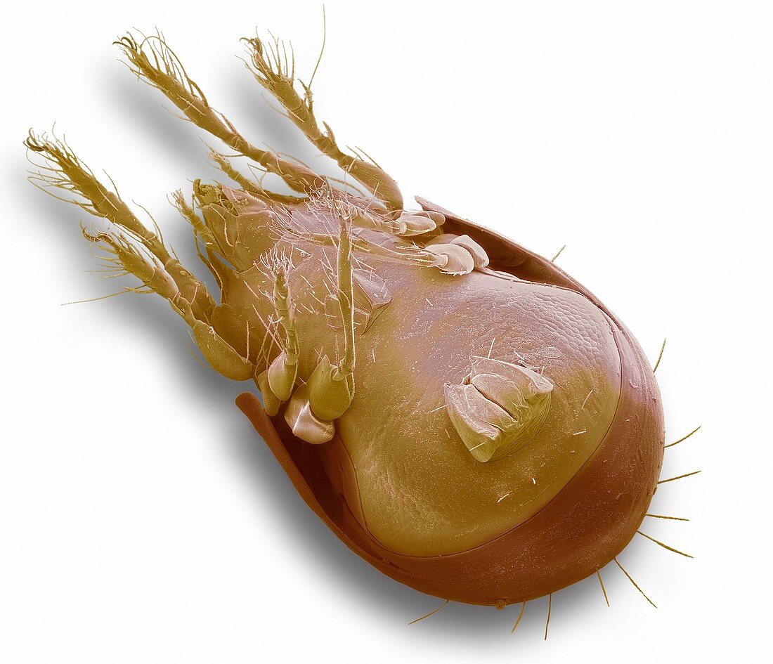 Soil mite,SEM