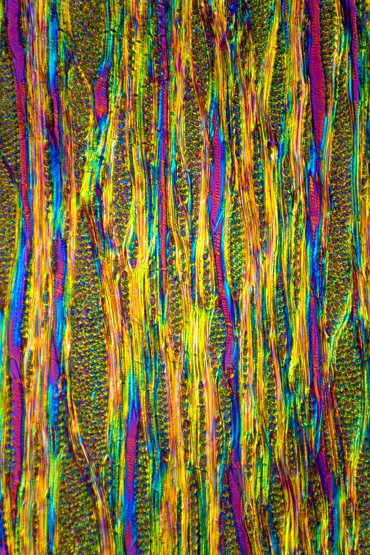 Beech tree stem,light micrograph