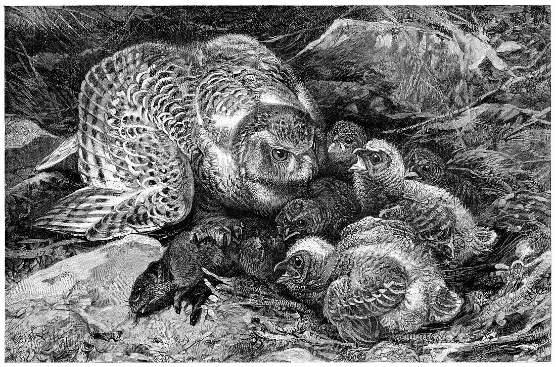 Snowy owl and chicks,19th century