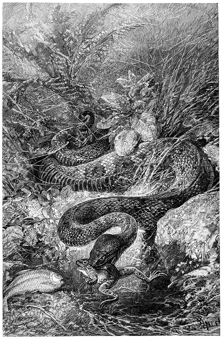Fer-de-lance snake,19th century