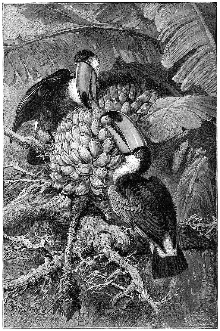 Toucans eating fruit,19th century