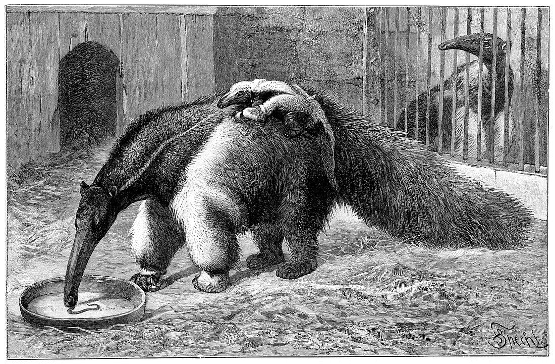 Giant anteater and cub,19th century