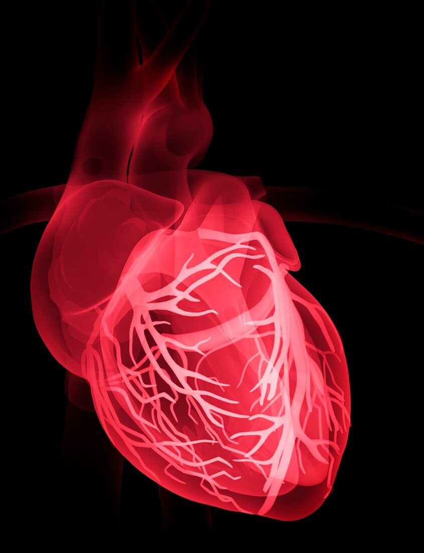 Human heart,X-ray