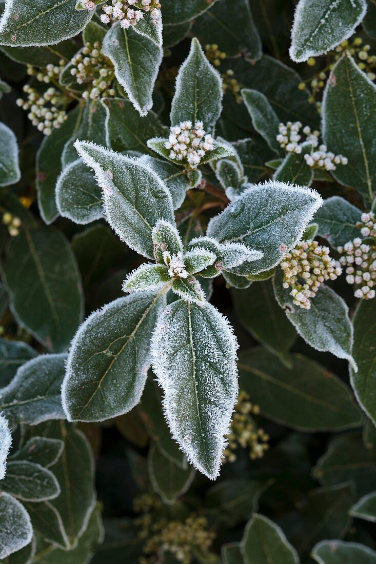 Frost on Viburnum tinus