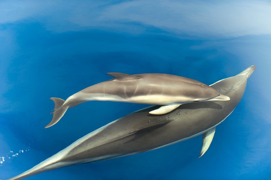 Common dolphins