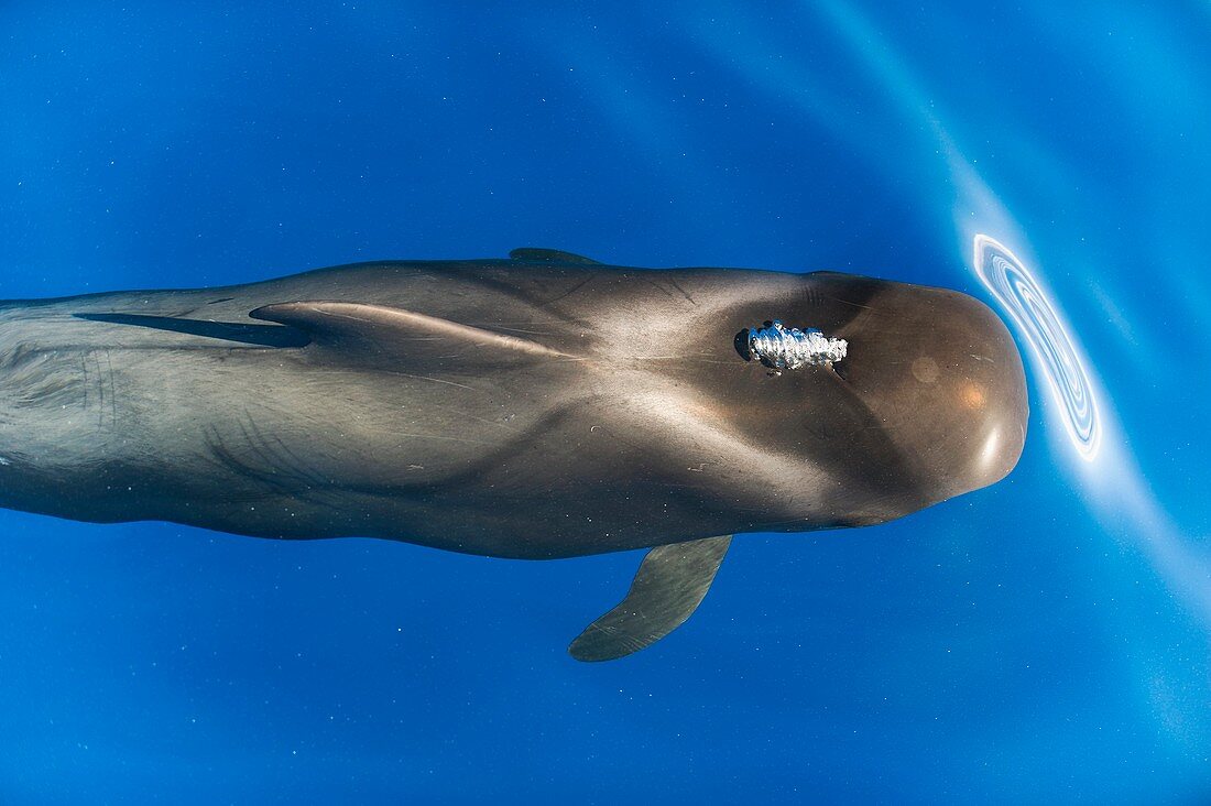 Short-finned pilot whale