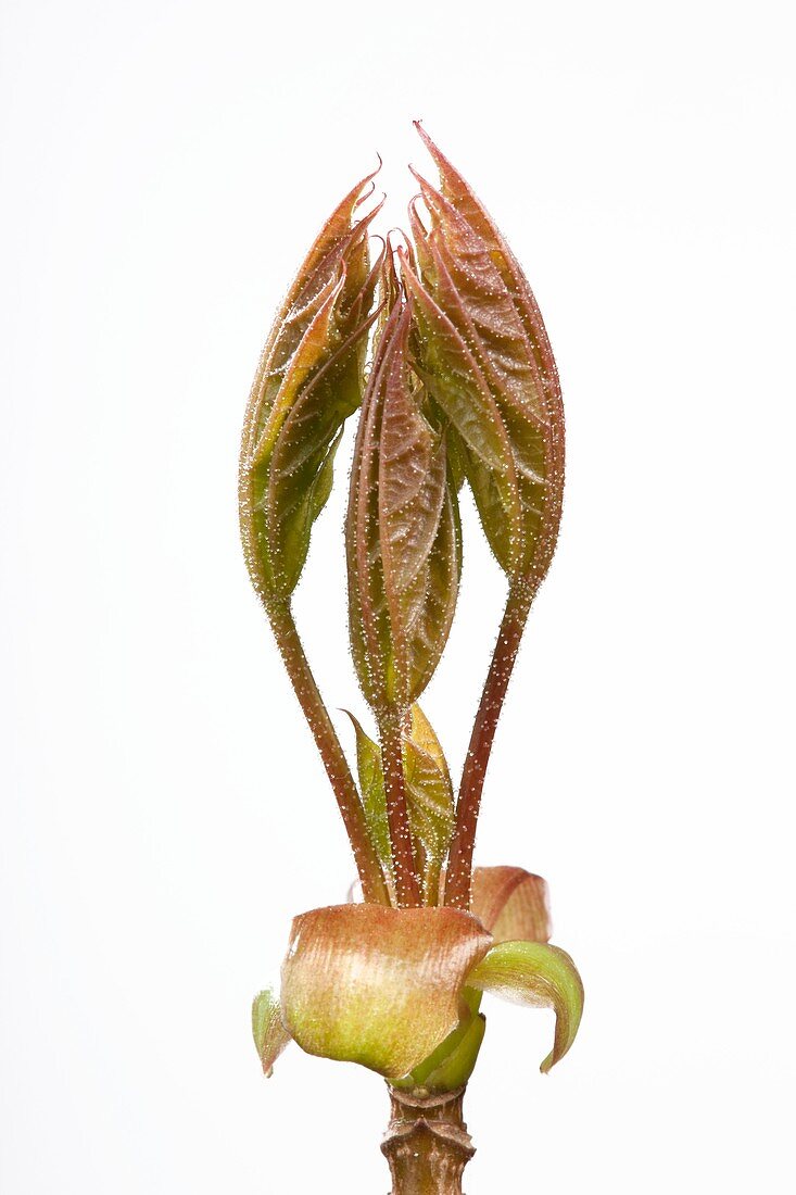 Acer pseudoplatanus leaf bud opening