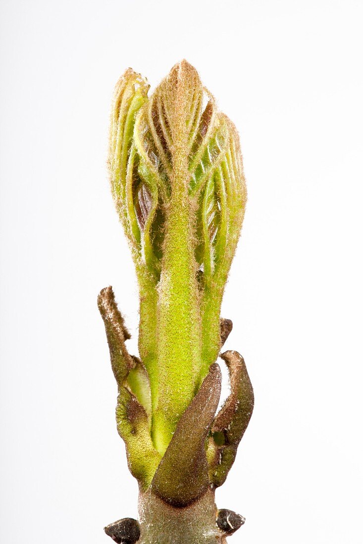 Fraxinus excelsior leaf bud opening