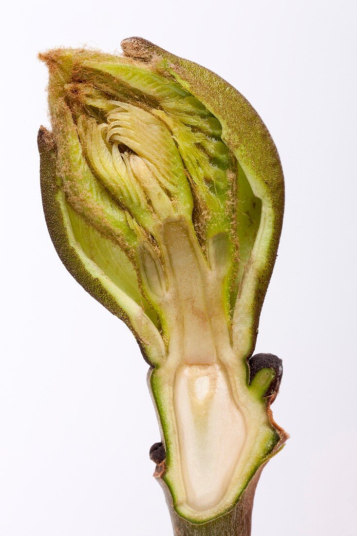 Fraxinus excelsior leaf bud