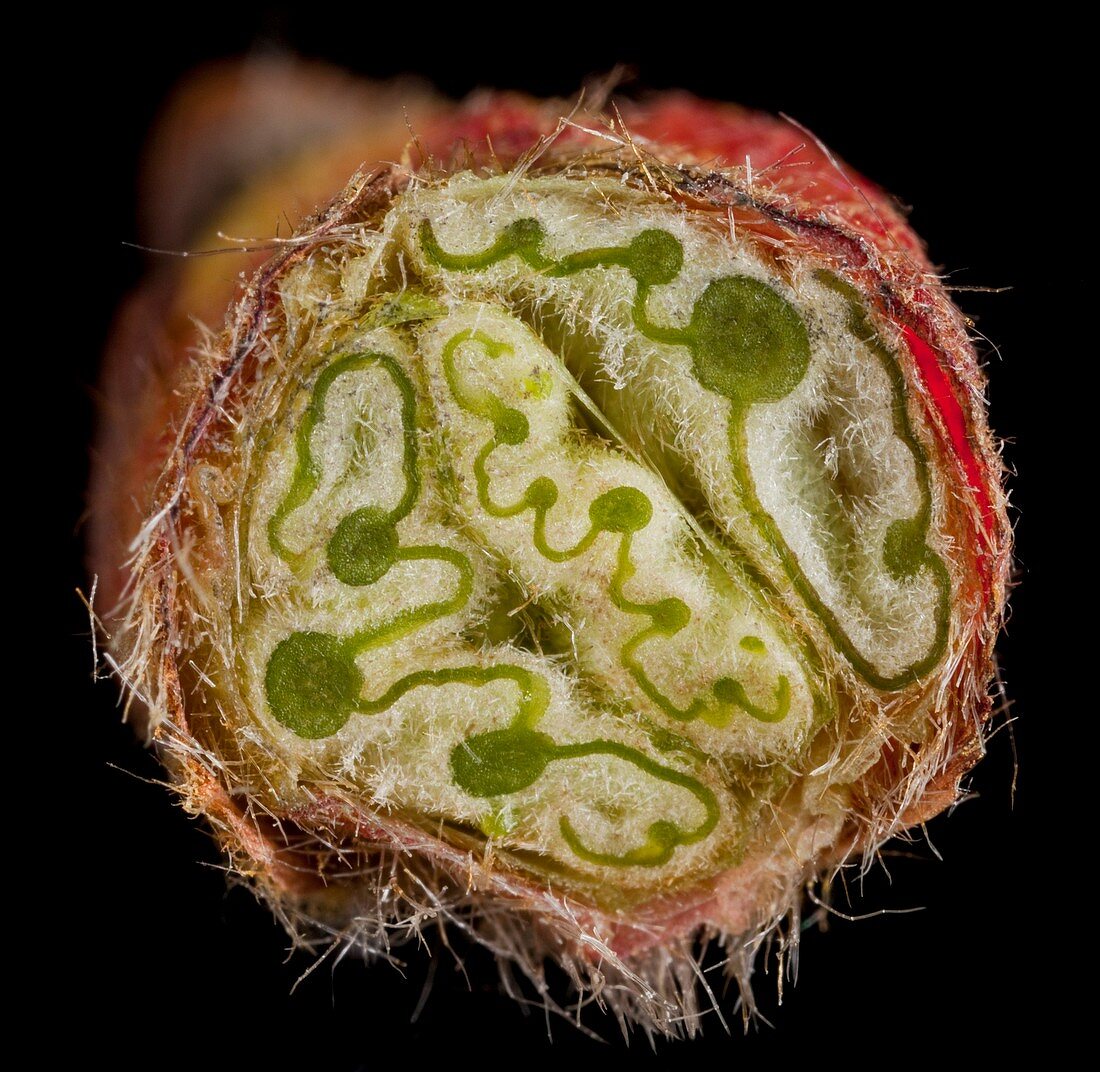 Platanus orientalis leaf bud