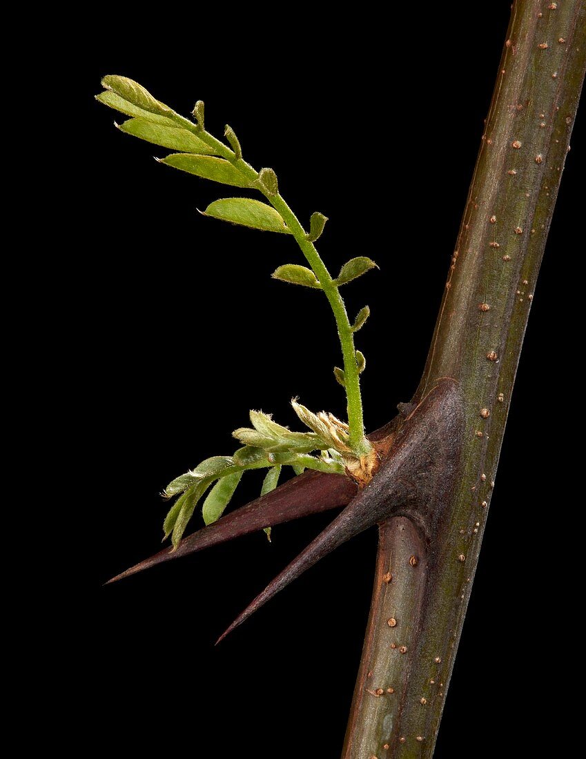 Monkey thorn (Acacia sp.) tree new growth