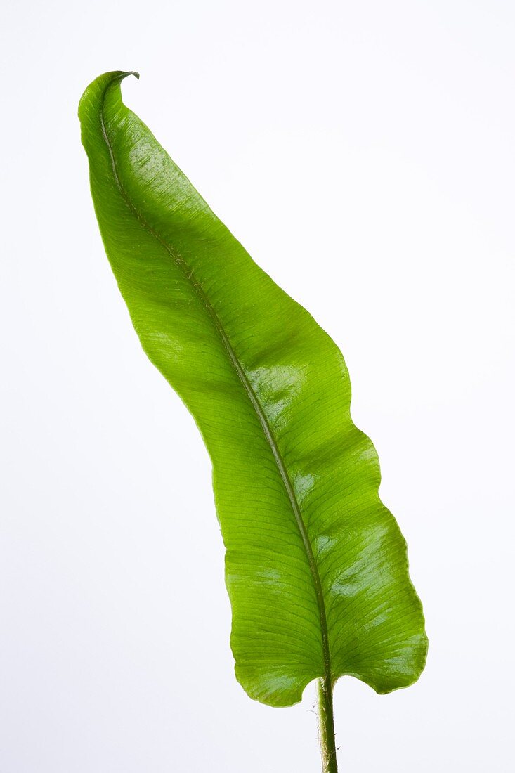 Asplenium scolopendrium leaf