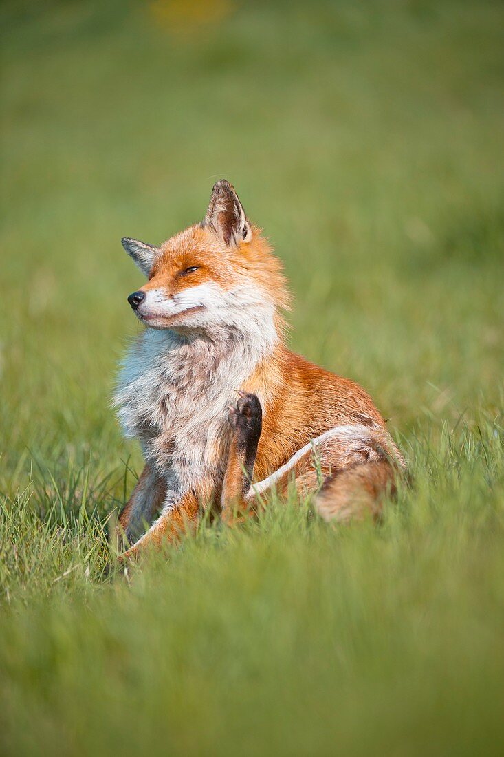 Red fox scratching