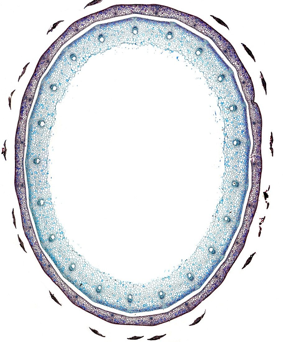 Horse-tail stem,light micrograph