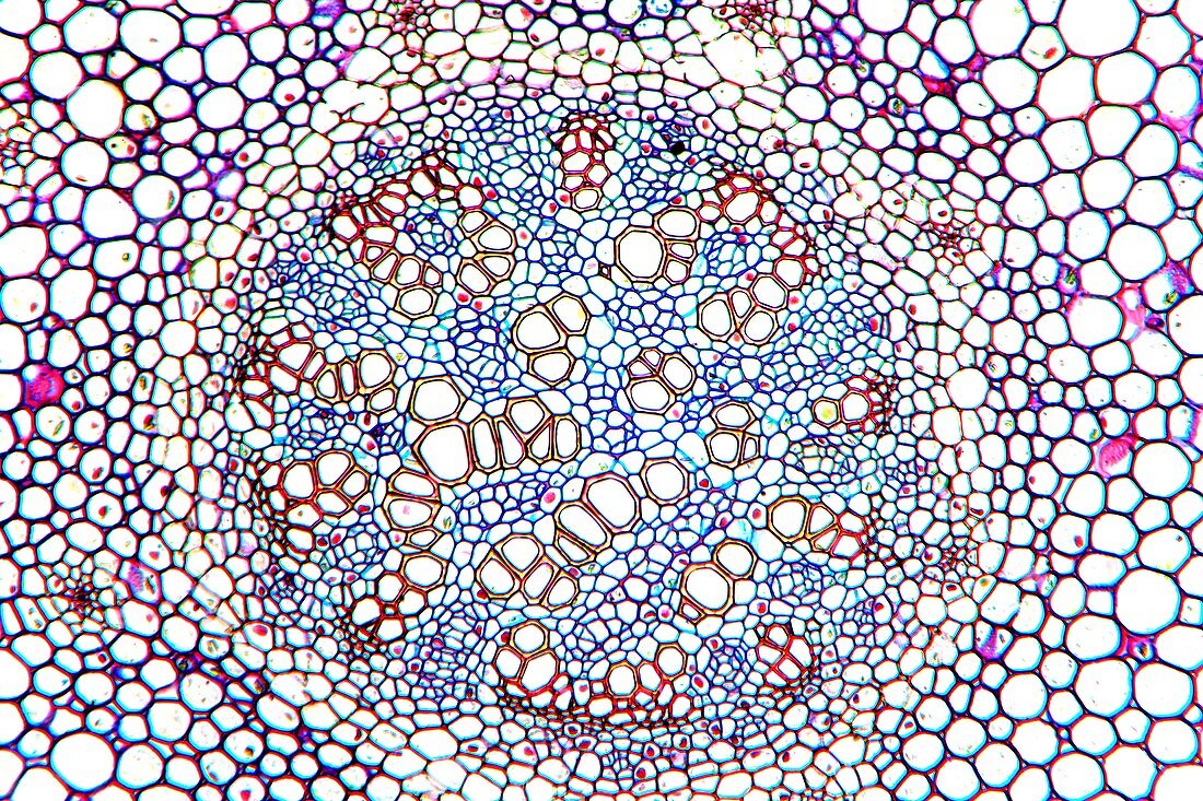 Clubmoss stem,light micrograph