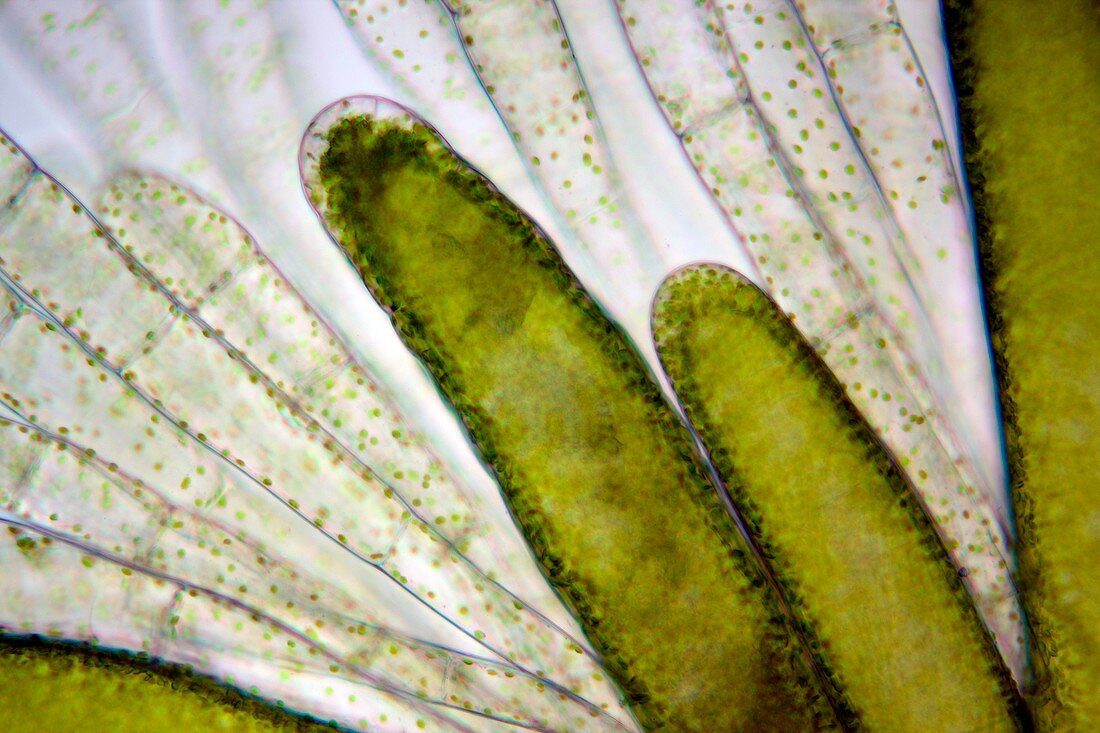 Mnium moss,light micrograph