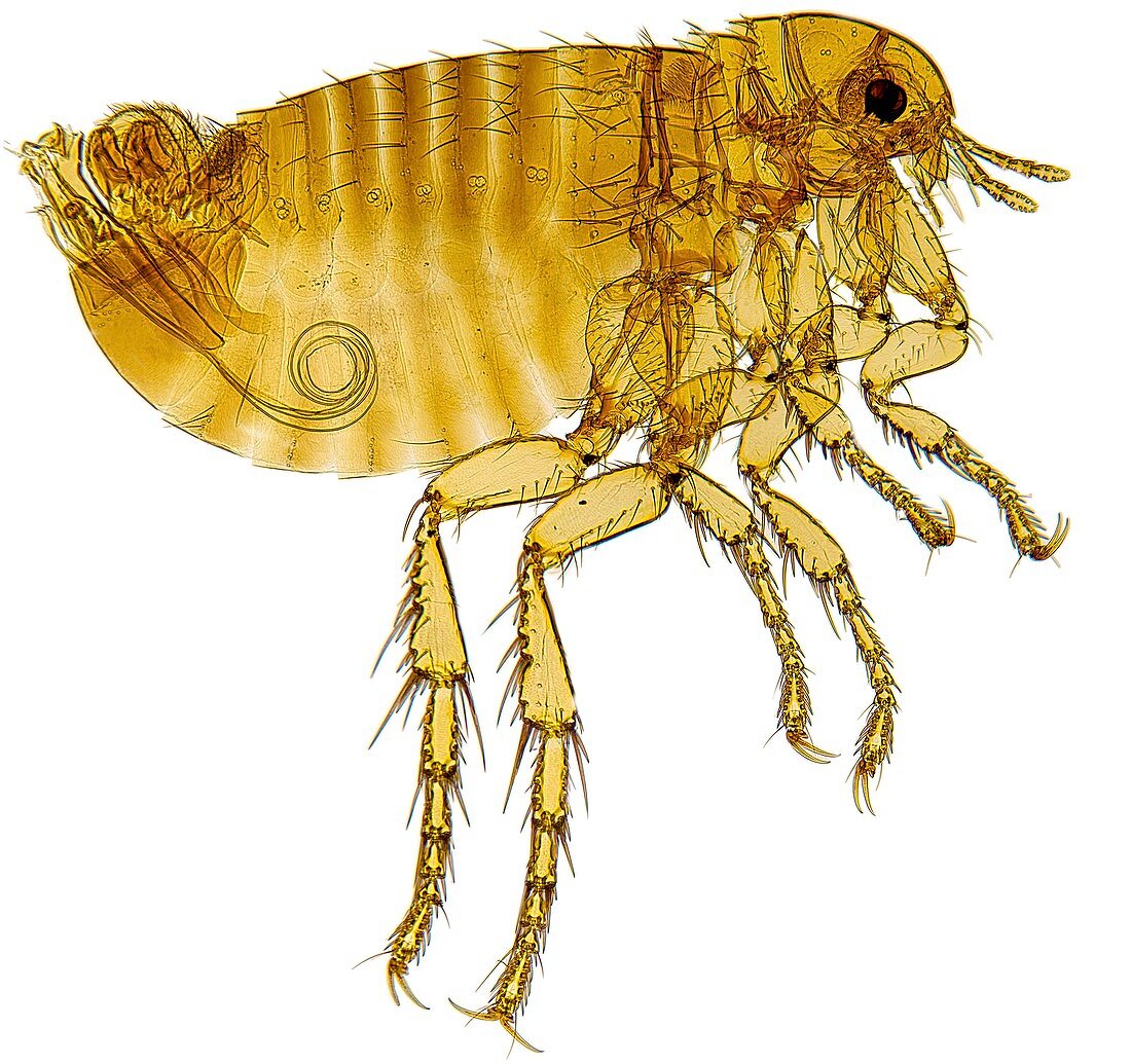 Human flea,light micrograph