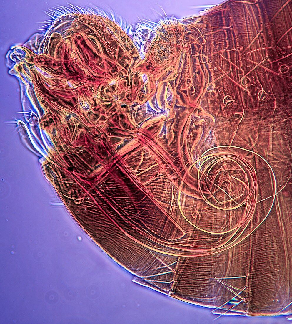 Flea male genitalia,light micrograph