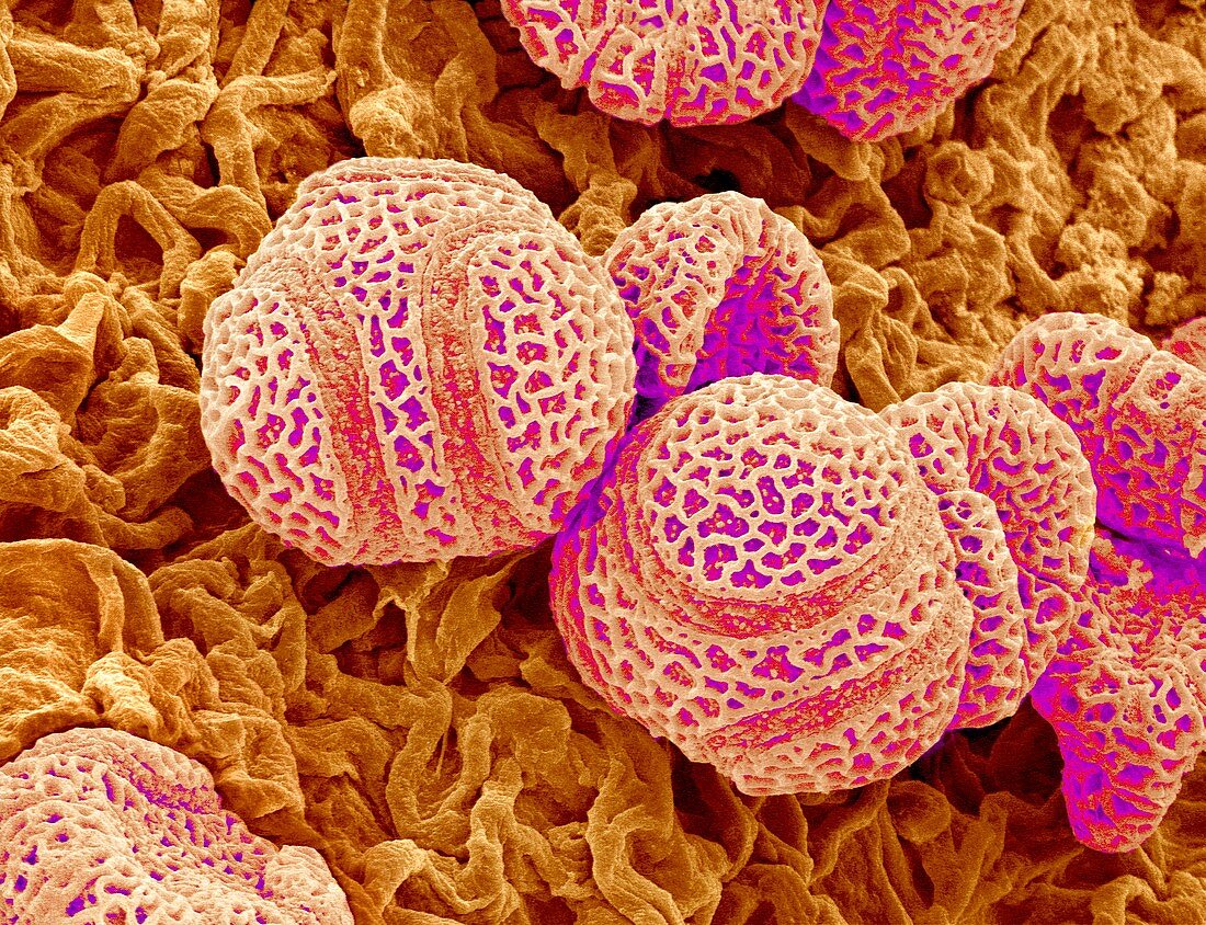 Passion flower pollen,SEM