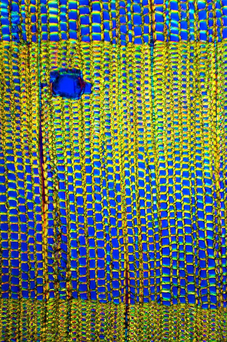 Pine stem,light micrograph