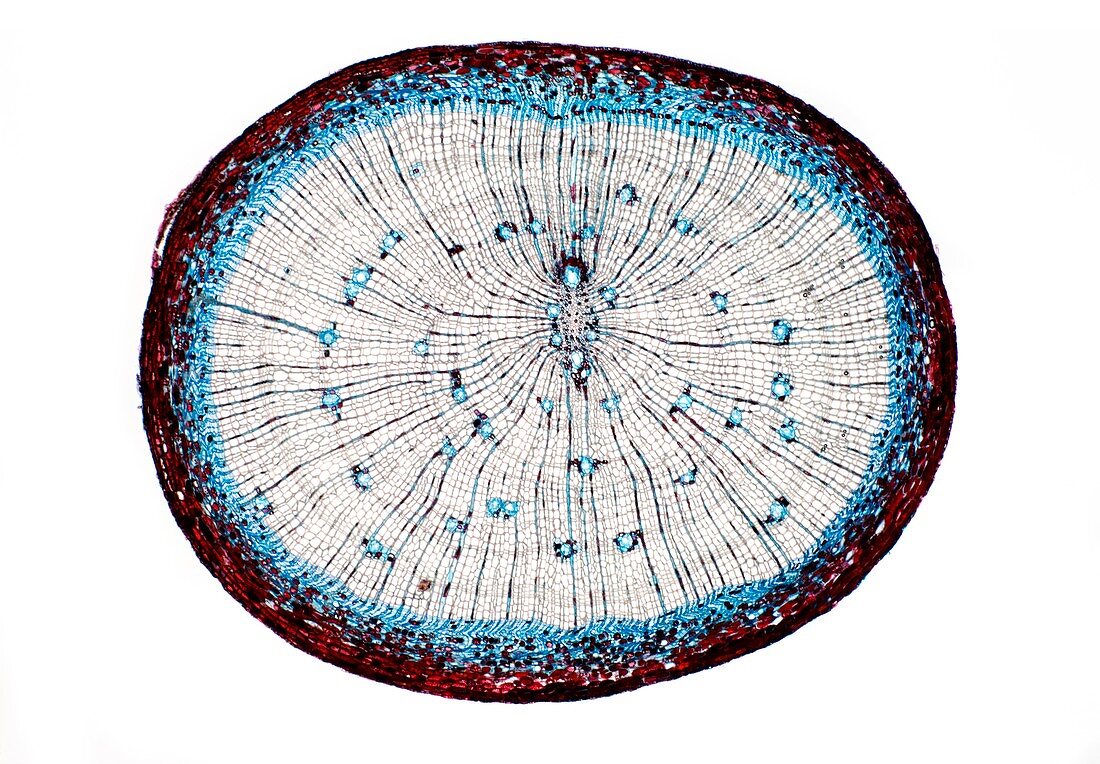 Pine root,light micrograph