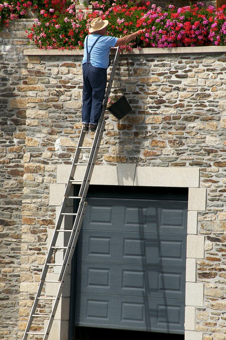 Gardener using a ladder