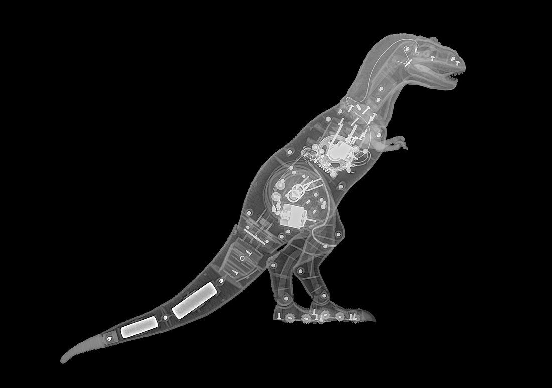 Toy robot dinosaur,X-ray