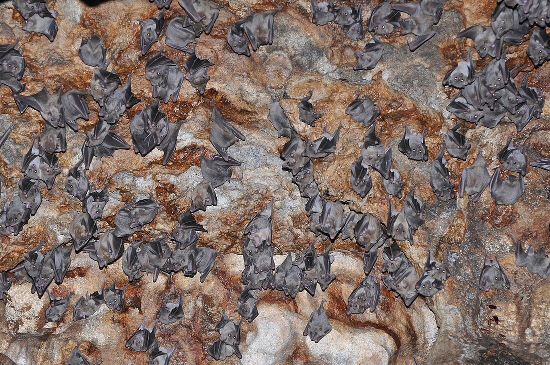 Bats clinging to a cave wall