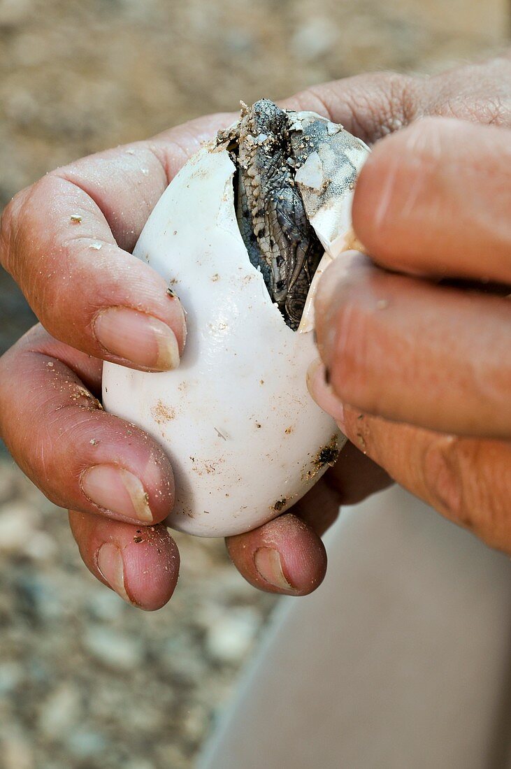 Crocodile hatches from its egg