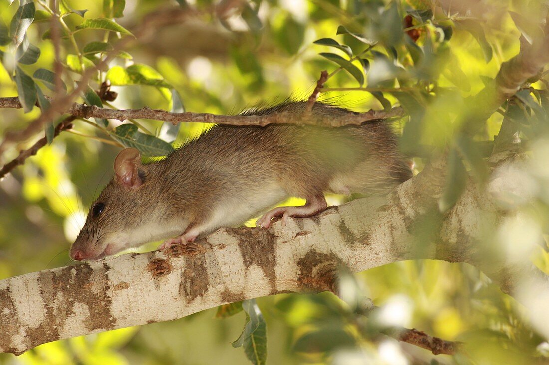 Brown rat (Rattus norvegicus) on a tree