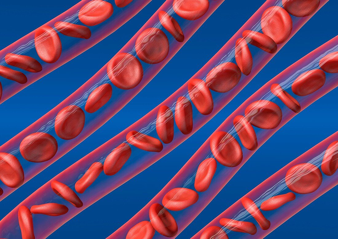 Red blood cells in blood vessels,artwork
