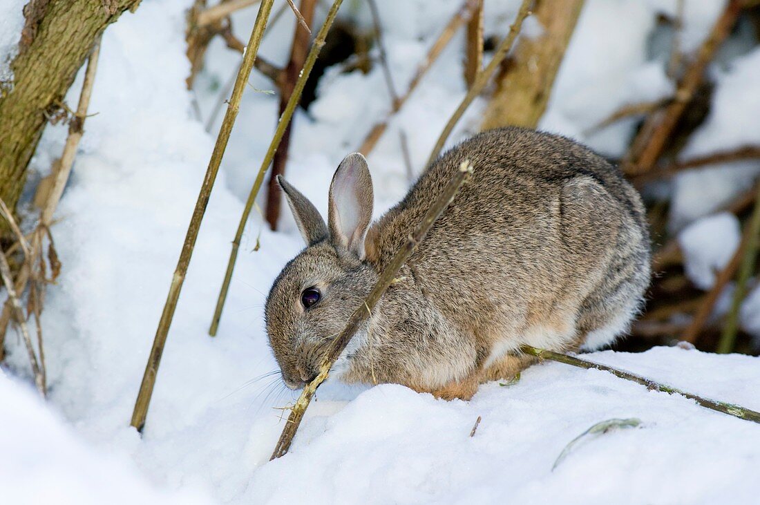 European rabbit in snow