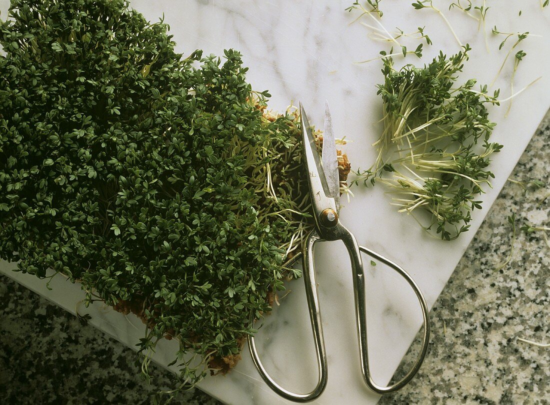 Garden Cress in a Clay Tray with Scissors