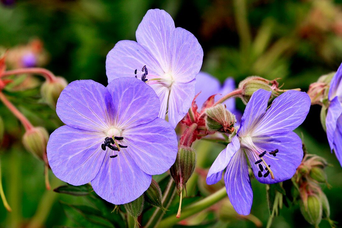 Cranes bill (Geranium sp.)