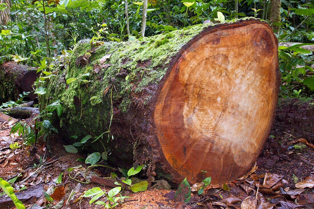 Rainforest logging,Ecuador