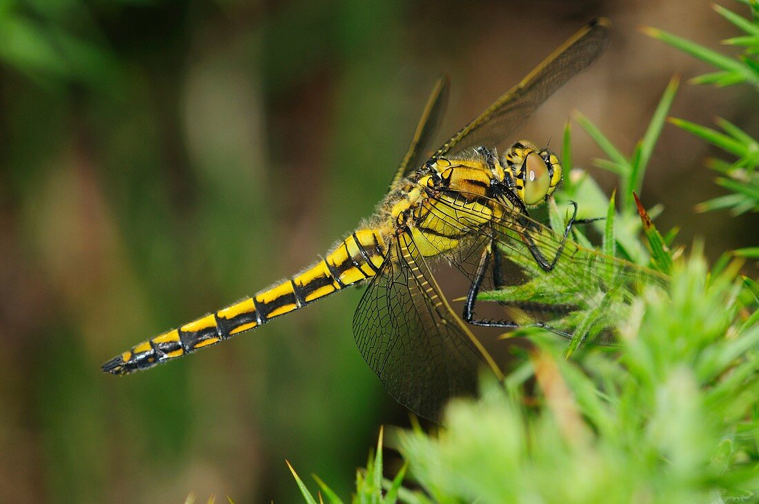 Black-tailed skimmer male