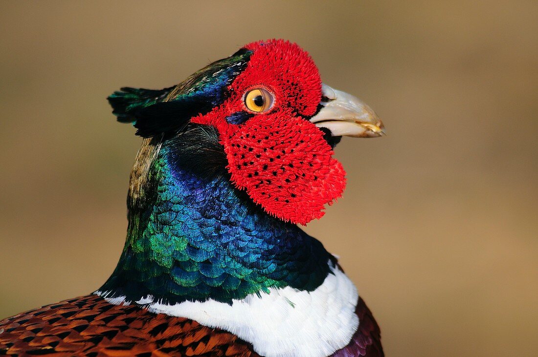 Common pheasant male